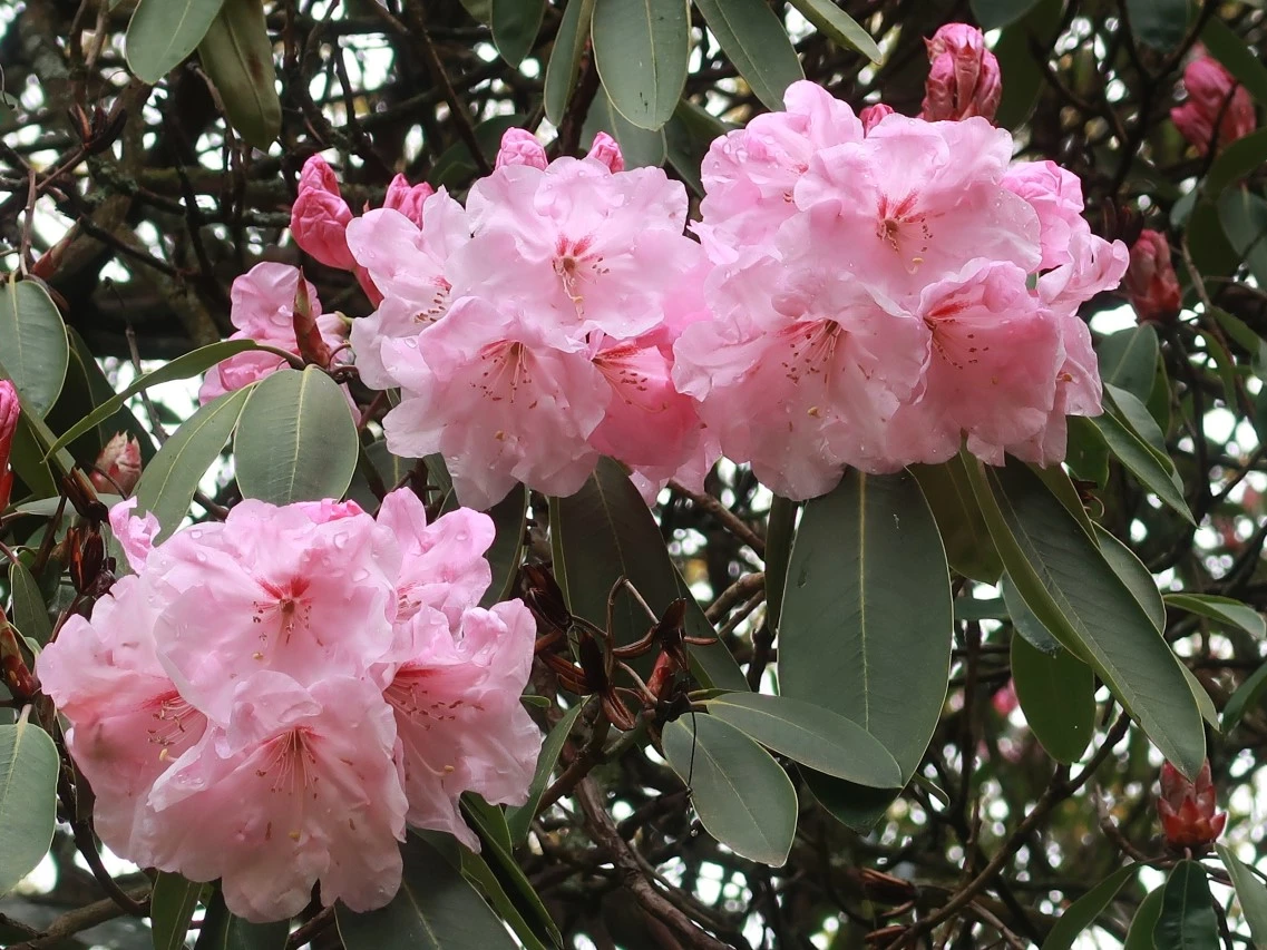 'Loderi Pink Coral'